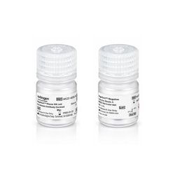 Invitrogen&trade;&nbsp;MagniSort&trade; Mouse NK cell Enrichment Kit