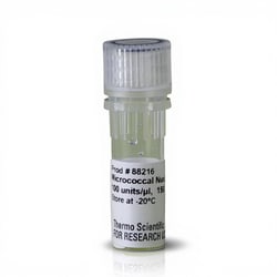 Thermo Scientific™ Micrococcal Nuclease Solution (≥100 U/μL)