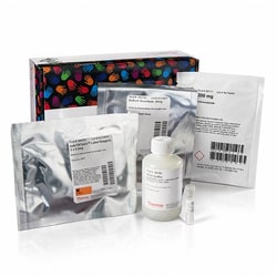 Thermo Scientific Pierce S-Nitrosylation Western Blot Kit and HENS Buffer 40 reacciones | Buy Online | Thermo Scientific&trade; | Fisher Scientific
