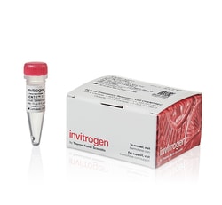 Invitrogen&trade;&nbsp;Gateway&trade; pENTR&trade; 11 Dual Selection Vector