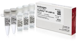 Invitrogen™ Dry-Ready™ RT-LAMP Kit