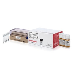 Invitrogen&trade;&nbsp;MultiShot&trade; Stbl3&trade;Chemically Competent <i>E. coli</i> Cells, 96-tube rack