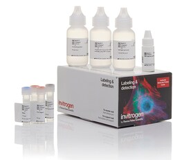 Invitrogen™ Biotin XX Tyramide SuperBoost™ Kit, Goat anti-Mouse IgG