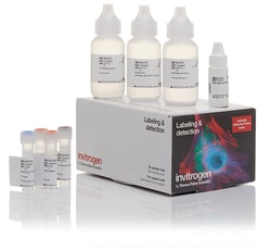Invitrogen™ Alexa Fluor™ 555 Tyramide SuperBoost™ Kit, streptavidin