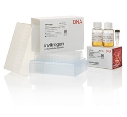 Invitrogen™ MultiShot™ StripWell BL21 Star™ (DE3) Competent Cells
