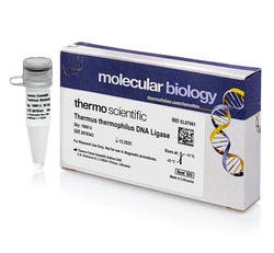 Thermo Scientific™ <i>Thermus thermophilus</i> DNA Ligase