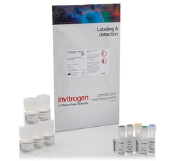 Invitrogen FluxOR Red Potassium Ion Channel Assay 2 Plates:Cell Analysis
