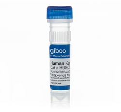 Gibco™ Cryopreserved Human Kupffer Cells
