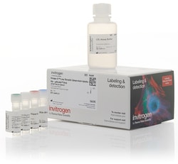 Invitrogen Image-iT Low Density Lipoprotein Uptake Kit, pHrodo Red 1 x