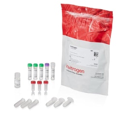 Invitrogen&trade;&nbsp;LysoLight&trade; Antibody Labeling Kits