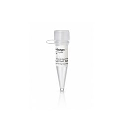 ATP Solution (10 mM)