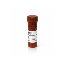 Invitrogen&trade;&nbsp;FL - SRC 3-1 Peptide, 100&mu;M