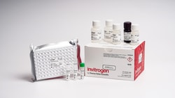 Invitrogen&trade;&nbsp;Human Ferritin Rapid ELISA Kit