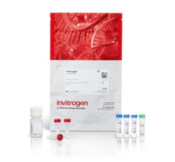 Invitrogen&trade;&nbsp;SureClick&trade; Antibody Labeling Kit