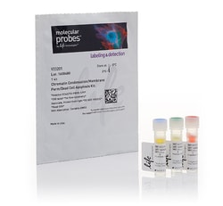 Invitrogen™ Chromatin Condensation & Membrane Permeability Dead Cell Apoptosis Kit with Hoechst 33342, YO-PRO™-1, and PI dyes, for flow cytometry