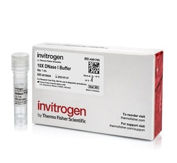 Invitrogen&trade;&nbsp;Tampon DNase I (10X)
