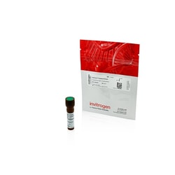 Invitrogen&trade;&nbsp;CellEvent Caspase 8 and 9 Detection Reagents