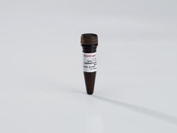 Invitrogen LanthaScreen Tb-anti-GFP Antibody 25 &mu;g:Antibodies