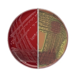 Thermo Scientific™ Blood Agar (TSA w/5% Sheep Blood)/EMB Agar (Levine) Biplate
