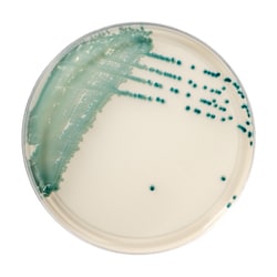 Thermo Scientific Spectra Candida Agar 90 mm plate | Buy Online | Thermo Scientific&trade; | Fisher Scientific