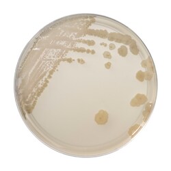 Thermo Scientific Spectra Candida Agar 90 mm plate | Buy Online | Thermo Scientific&trade; | Fisher Scientific