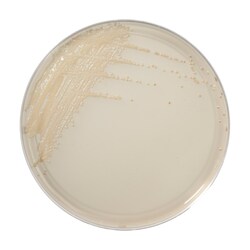 Thermo Scientific Spectra Candida Agar 90 mm plate | Buy Online | Thermo Scientific&trade; | Fisher Scientific