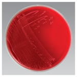 Thermo Scientific™ Remel™ Anaerobic Blood Agar, Monoplate