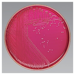 Thermo Scientific™ Brilliant  Green Agar