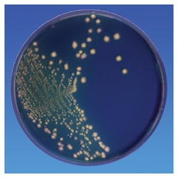 Thermo Scientific™ Remel™ CCFA Modified Agar (with cefoxitin, cycloserine, fructose)