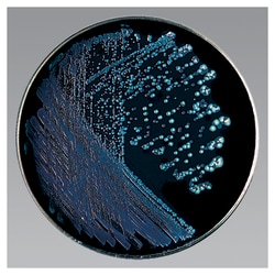 Thermo Scientific™ Remel™ Buffered CYE Differential Agar w/BTB, BCP, Polymyxin B, Anisomycin, Vancomycin