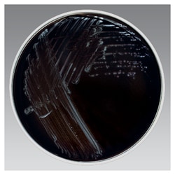 Thermo Scientific™ Remel™ Buffered CYE Selective Agar w/Polymyxin B, Anisomycin, Vancomycin