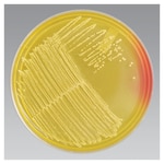 Thermo Scientific™ Mannitol Salt Agar