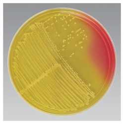 Thermo Scientific™ Mannitol Salt Agar with Oxacillin (4μg/mL)