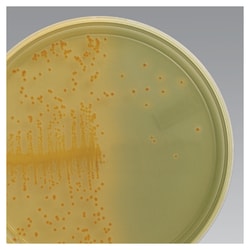 Thermo Scientific Gélose Tergitol 7 500 g | Buy Online | Thermo Scientific&trade; | Fisher Scientific