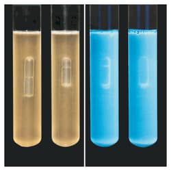 Thermo Scientific™ Lauryl Tryptose Broth (1X) w/DT