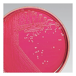 Thermo Scientific™ Remel™ Brilliant Green Agar