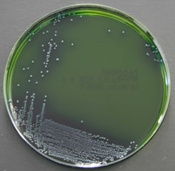 Thermo Scientific Milieu Gassner | Buy Online | Thermo Scientific&trade; | Fisher Scientific