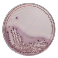 Thermo Scientific Violet Red Bile Glucose Agar (ISO) 10 Plates | Buy Online | Thermo Scientific&trade; | Fisher Scientific