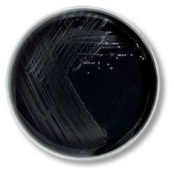 Thermo Scientific™ Remel™ Charcoal Blood Agar w/cephalexin (Regan-Lowe Medium)