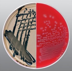 Thermo Scientific™ Spectra™ UTI/Sheep Blood Biplate