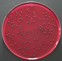 Thermo Scientific Gélose X.L.T.4 | Buy Online | Thermo Scientific&trade; | Fisher Scientific